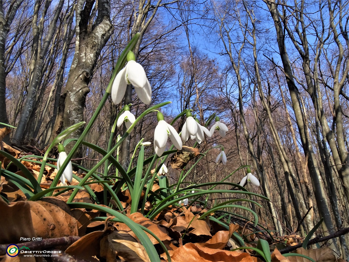 44 Festa di fiori sui sentieri al Monte Zucco - Galanthus nivalis (Bucanevi) nella splendida secolare faggeta.JPG